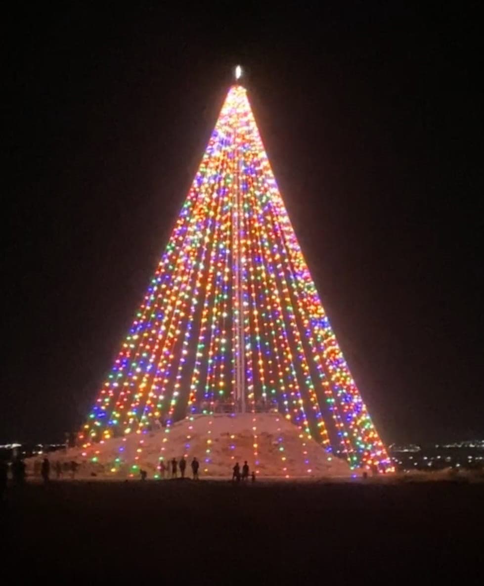 Familias disfrutan de pino monumental