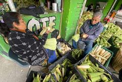 Antonio Cuevas y su familia producen elote para tamales en San Pedro