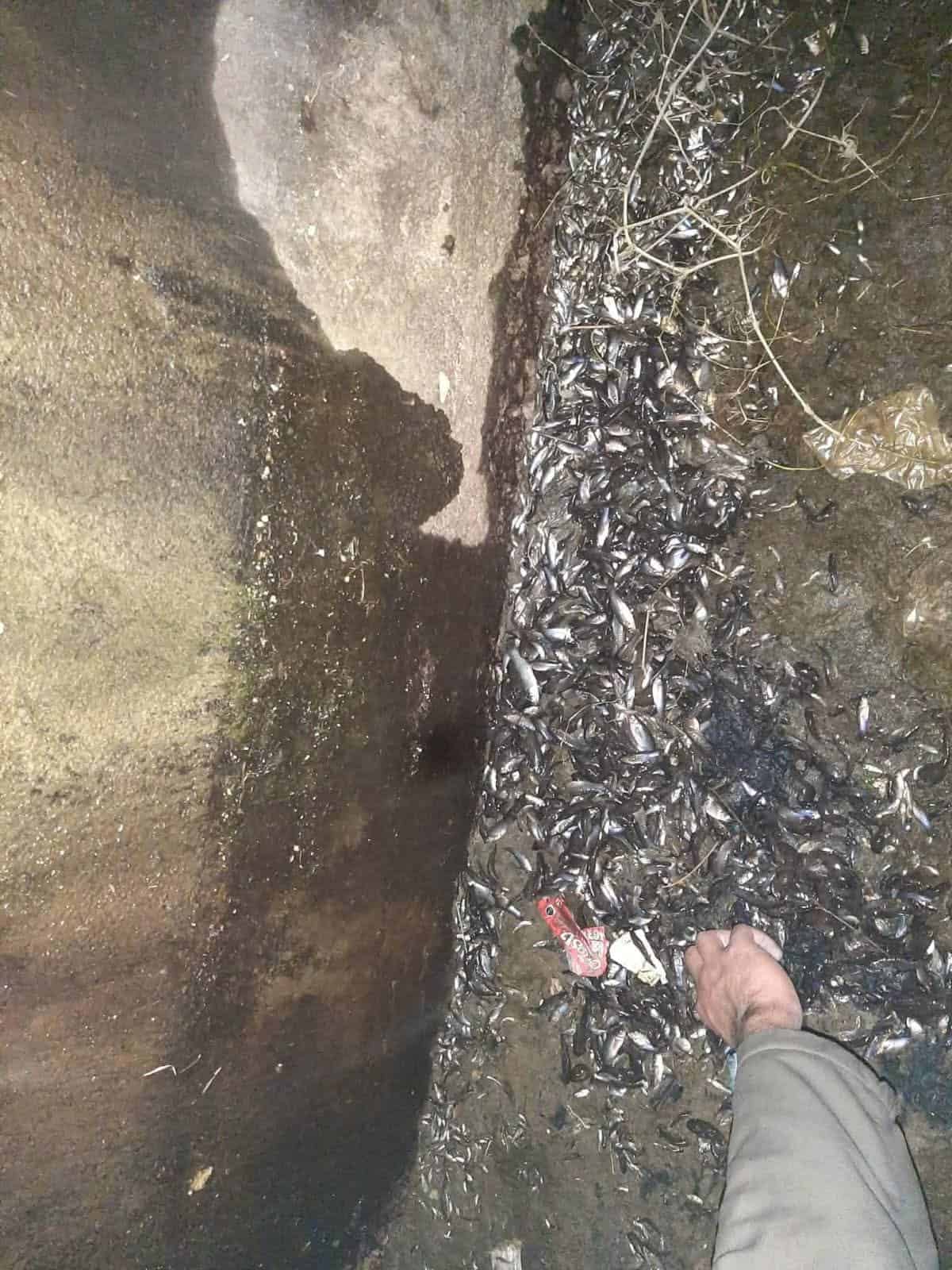 Hallan cientos de peces mu3r7os en el r&iacute;o Monclova