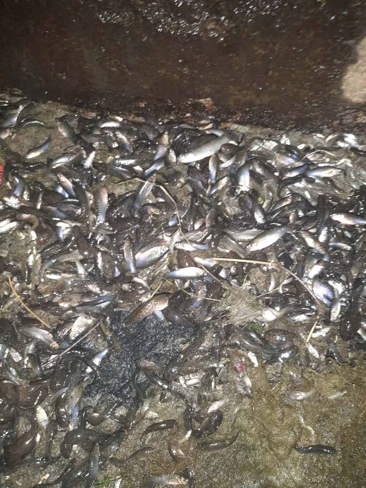 Hallan cientos de peces mu3r7os en el r&iacute;o Monclova