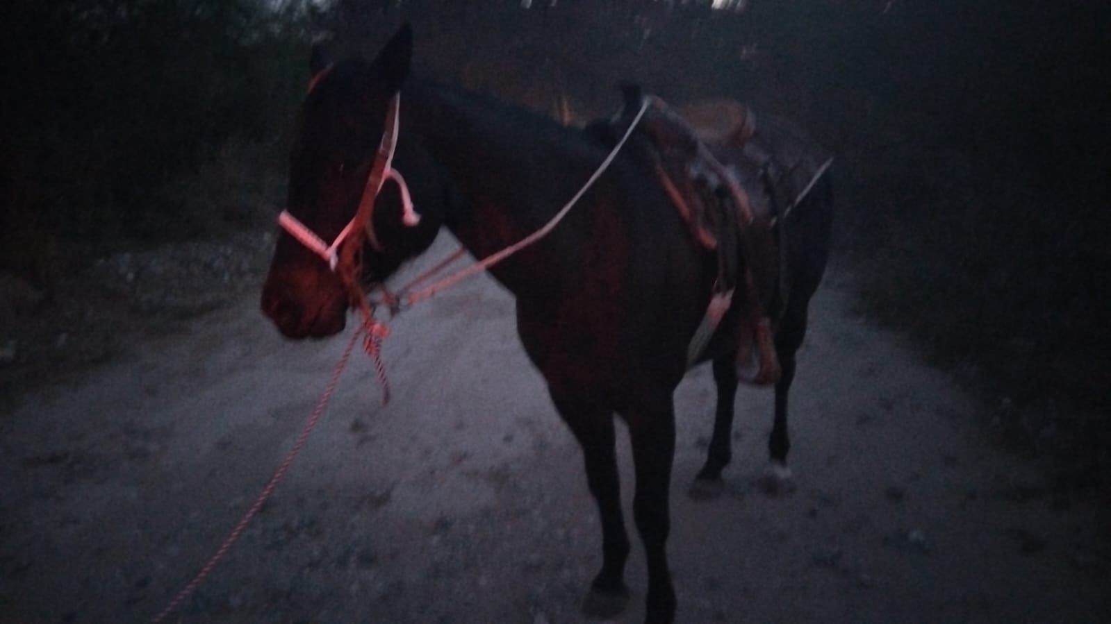 Joven Dayana N. sufre grave accidente al caer de un caballo en Nueva Rosita