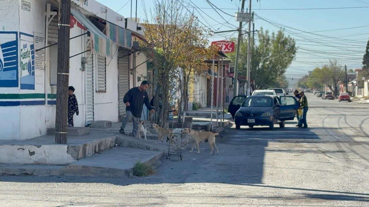 Crecen adopciones de perros y gatos en Frontera durante noviembre