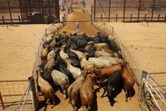 Claudia Sheinbaum apoya a ganaderos de Coahuila ante crisis