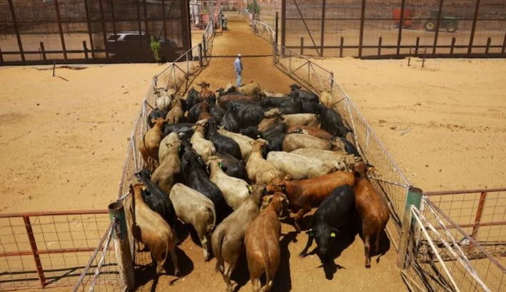 Claudia Sheinbaum apoya a ganaderos de Coahuila ante crisis