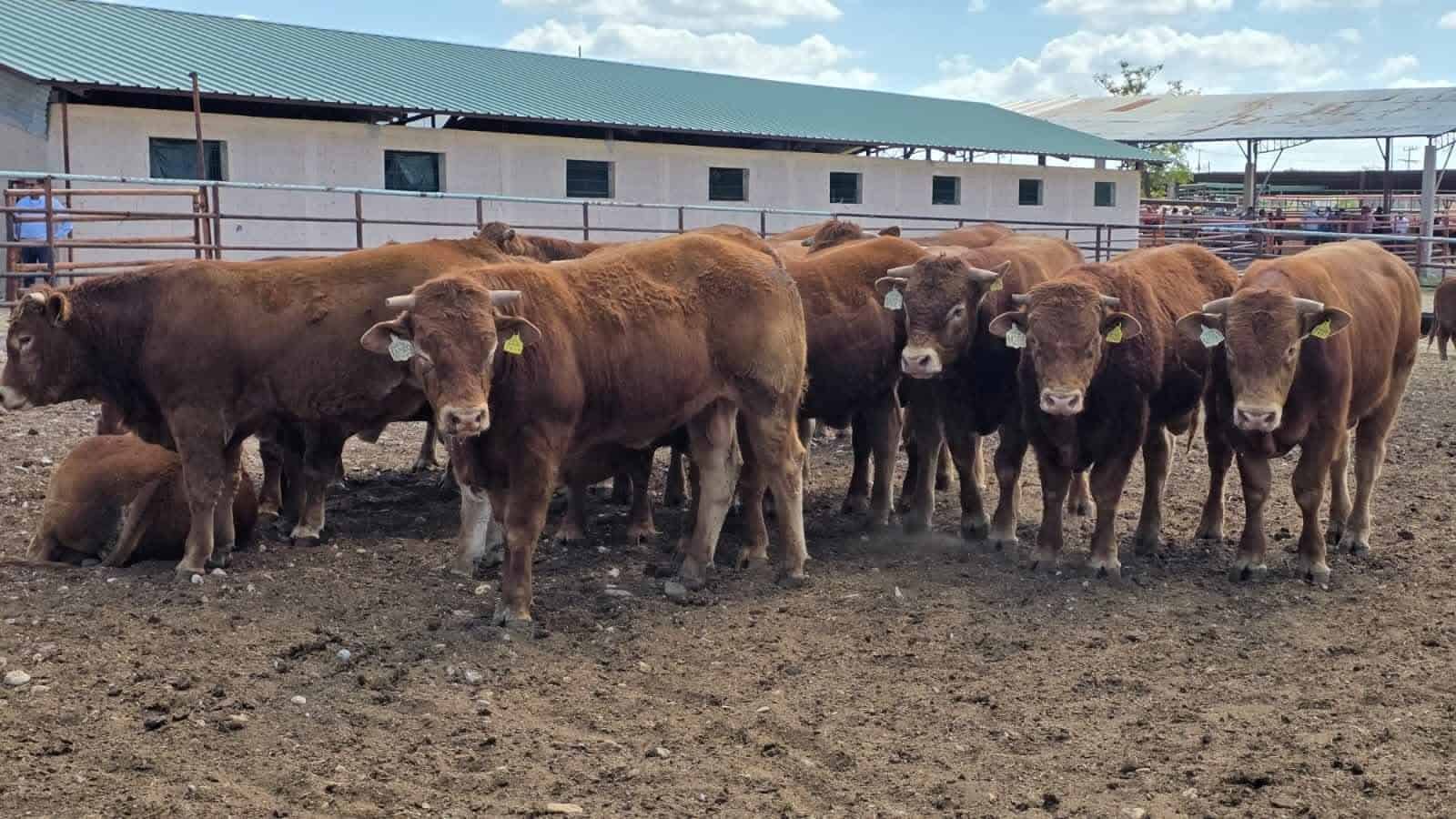 Claudia Sheinbaum apoya a ganaderos de Coahuila ante crisis