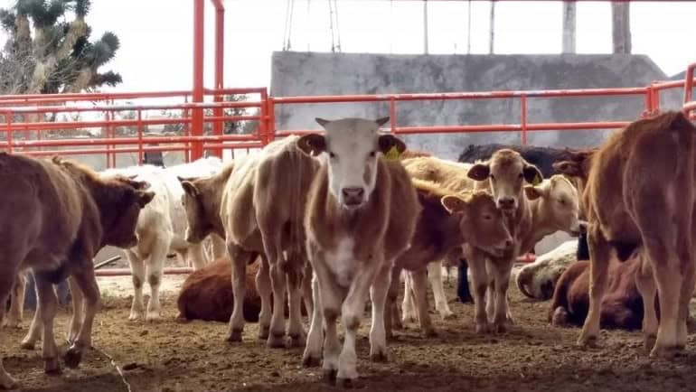 Claudia Sheinbaum apoya a ganaderos de Coahuila ante crisis