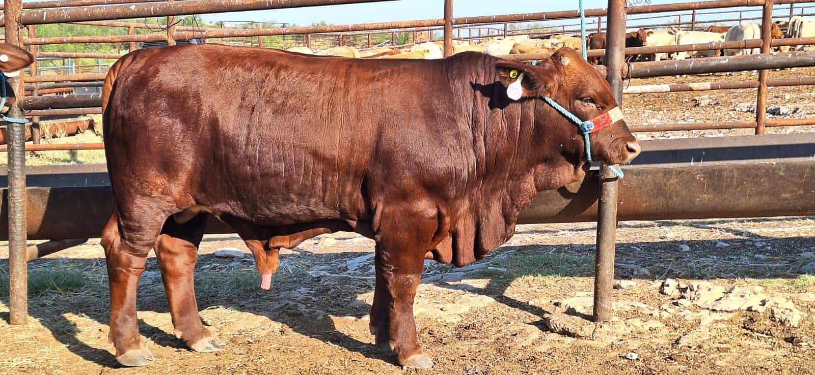 Claudia Sheinbaum apoya a ganaderos de Coahuila ante crisis