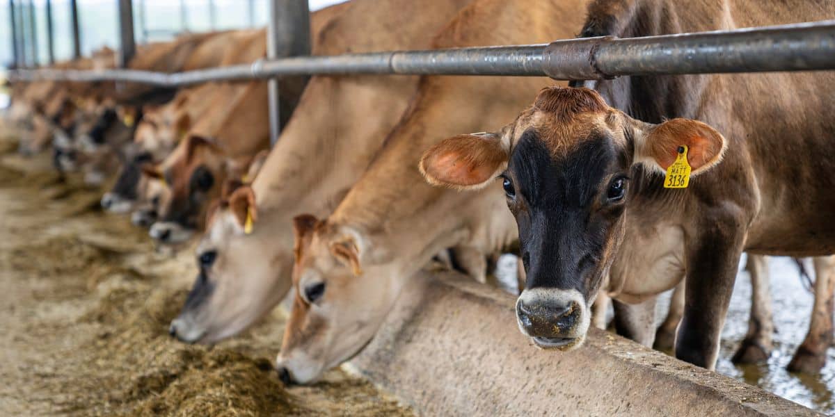 Claudia Sheinbaum apoya a ganaderos de Coahuila ante crisis
