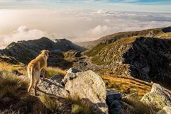 Frente frío en Coahuila: Apoya Tu Bosque Local alerta sobre temperaturas inusuales