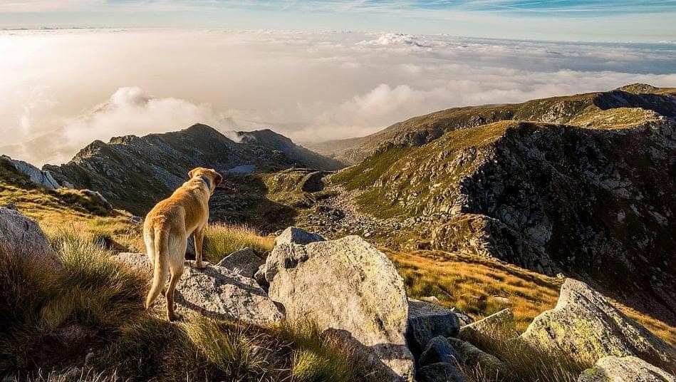 Frente fr&iacute;o en Coahuila: Apoya Tu Bosque Local alerta sobre temperaturas inusuales