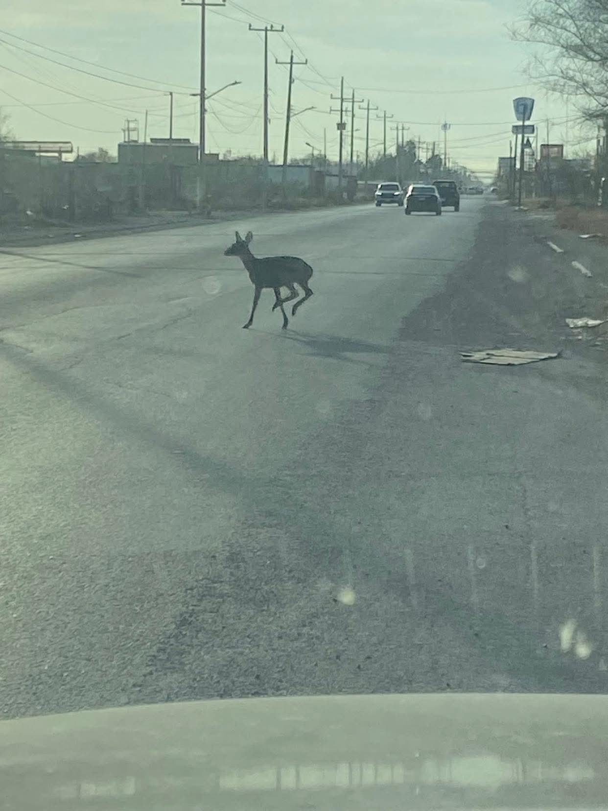 Jos&eacute; D&aacute;vila Paul&iacute;n explica avistamiento de venado en Sabinas