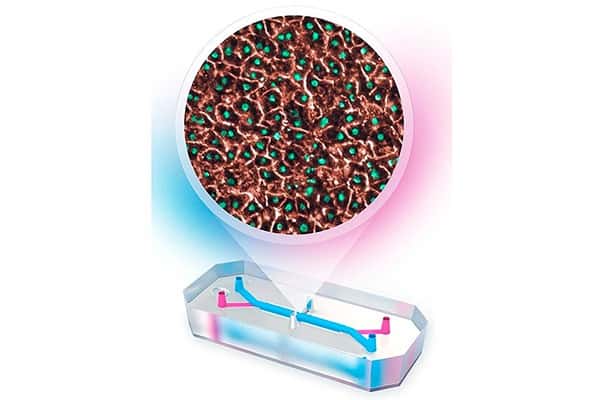 Cient&iacute;ficos de la UNAM crean chip que simula el h&iacute;gado para evaluar f&aacute;rmacos