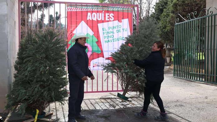 Saltillo implementa 25 centros de acopio para pinos naturales