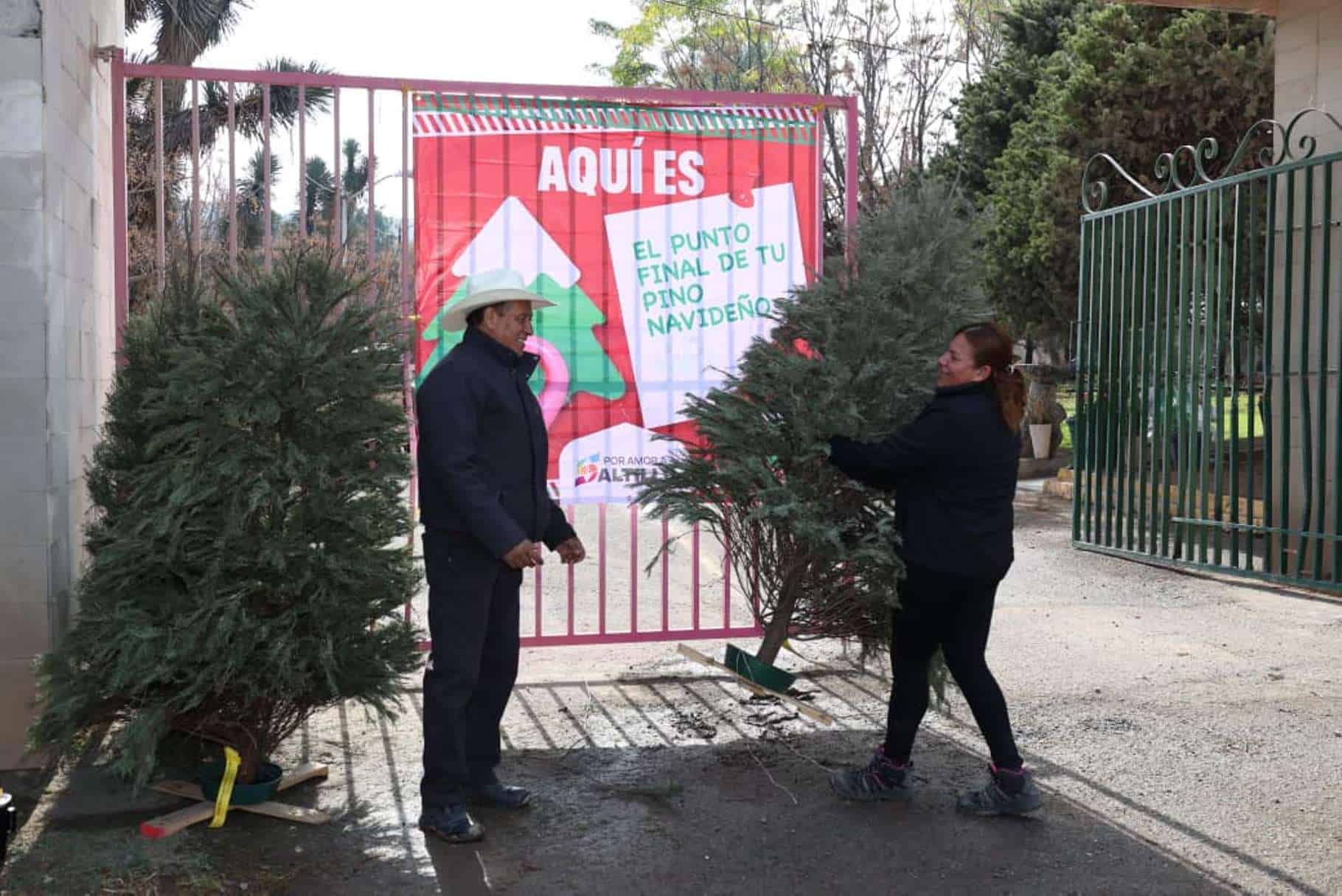 Saltillo implementa 25 centros de acopio para pinos naturales