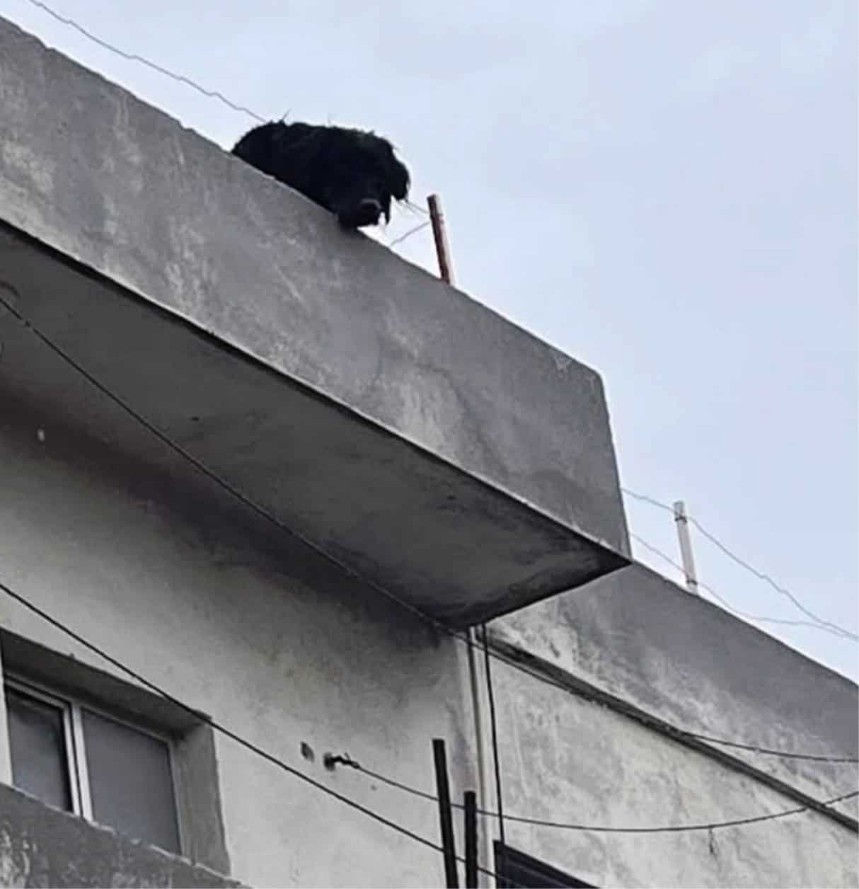 Asociaciones en Arteaga piden proteger a mascotas del fr&iacute;o