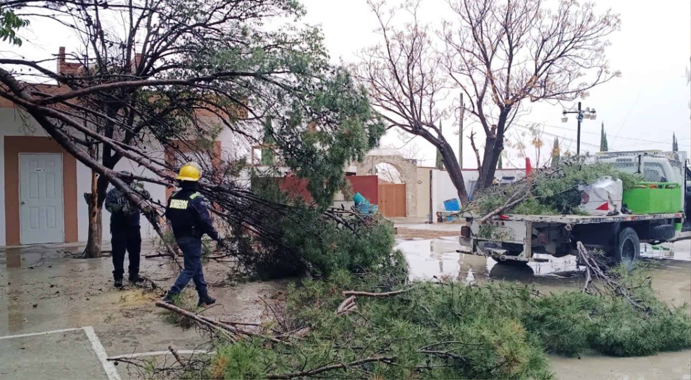 Alerta en Arteaga por desprendimiento de ramas debido a bajas temperaturas