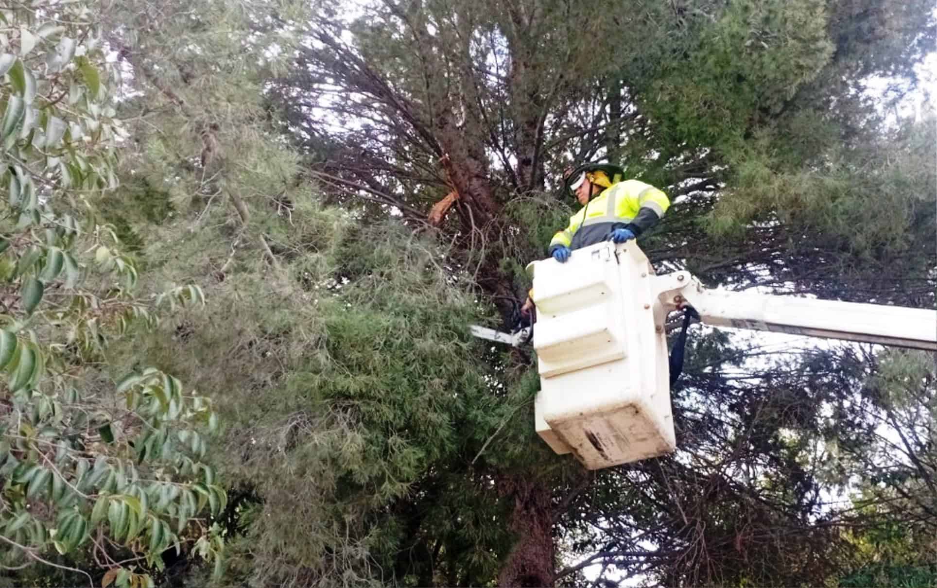 Alerta en Arteaga por desprendimiento de ramas debido a bajas temperaturas