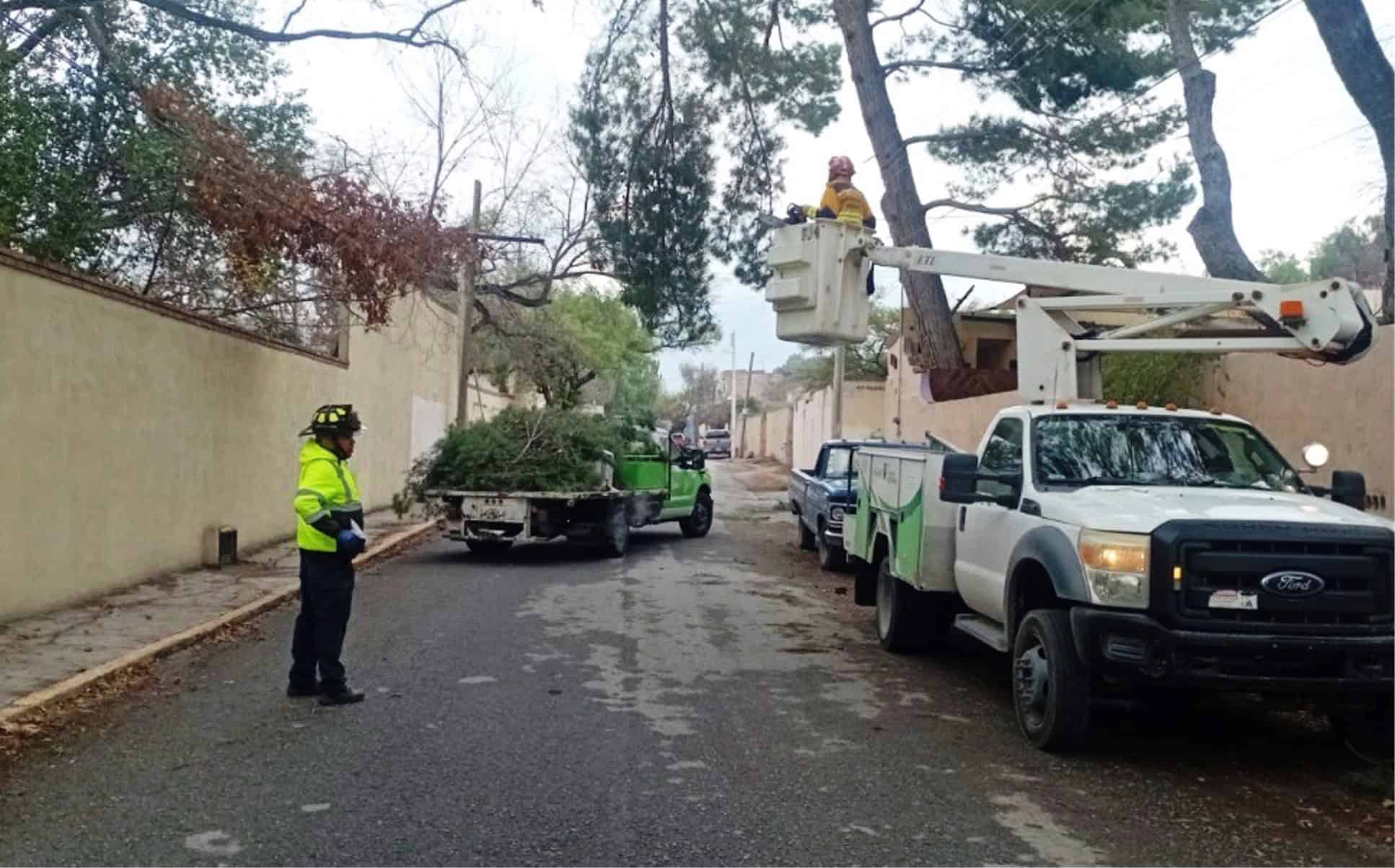 Alerta en Arteaga por desprendimiento de ramas debido a bajas temperaturas