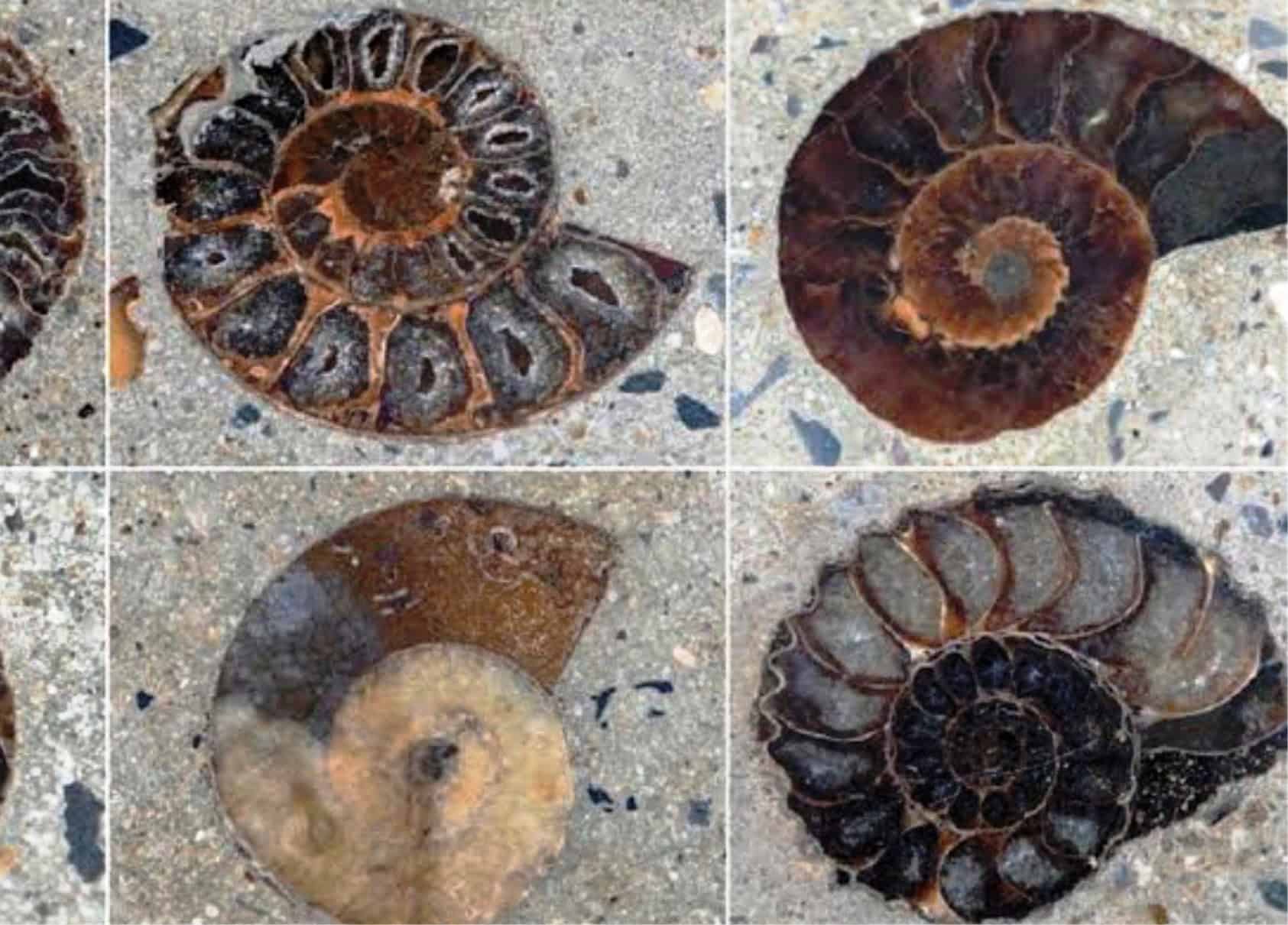 Investigan comercio ilegal de f&oacute;siles en Coahuila  