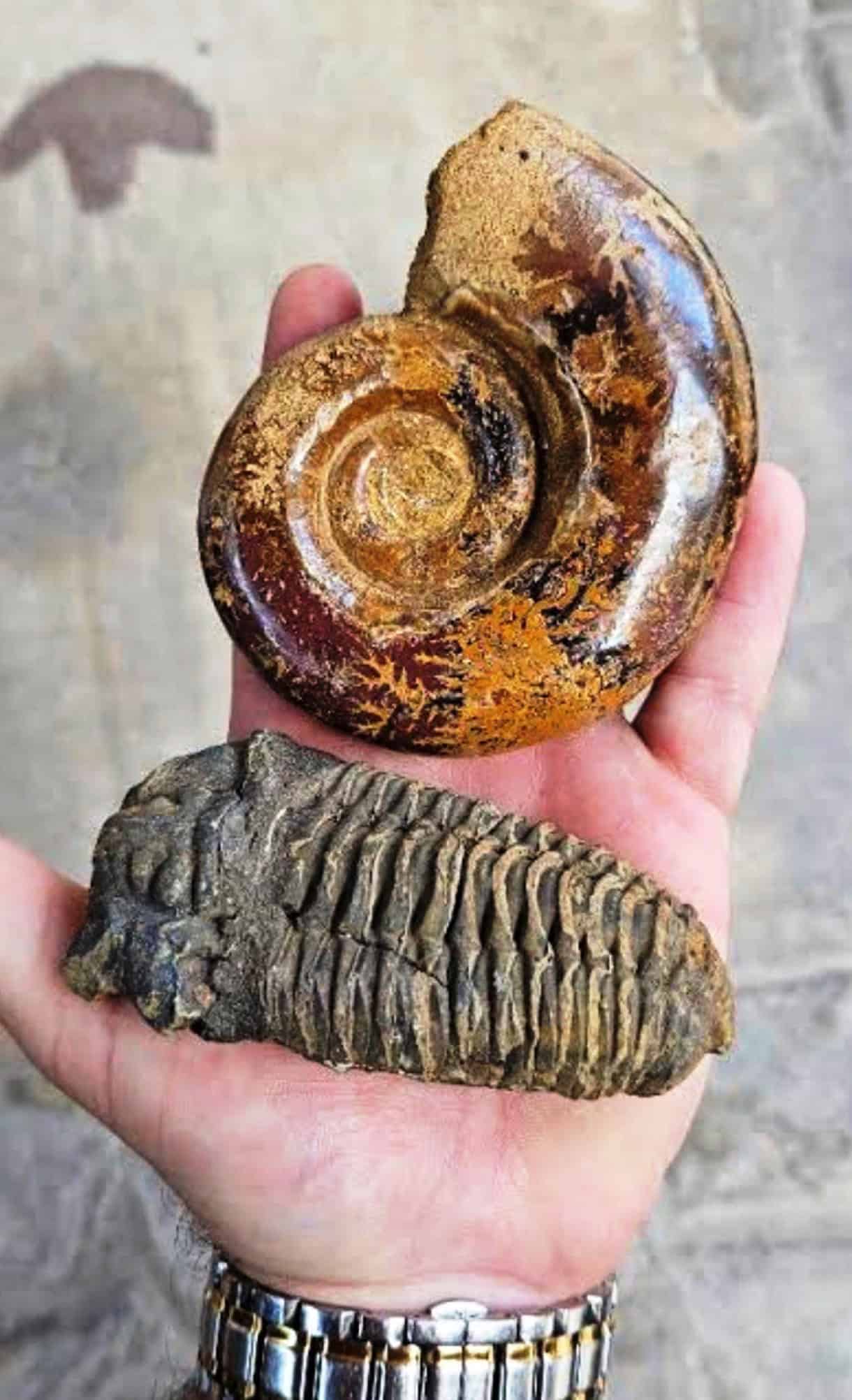 Investigan comercio ilegal de f&oacute;siles en Coahuila  