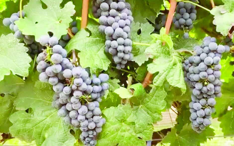 Saltillo y Monterrey firman acuerdo para albergar el Mundial de F&uacute;tbol 2026