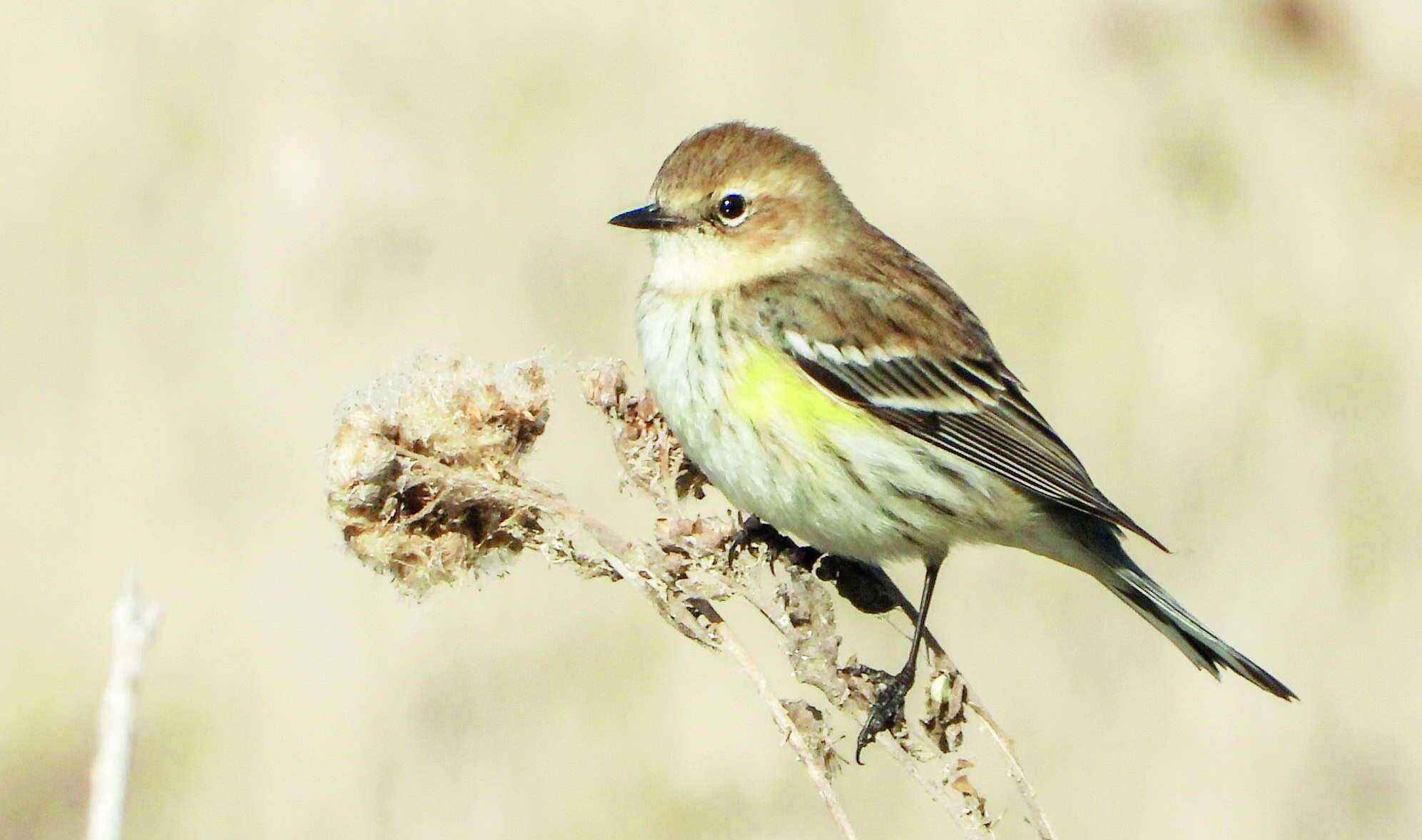 Har&aacute;n conteo de aves en la presa