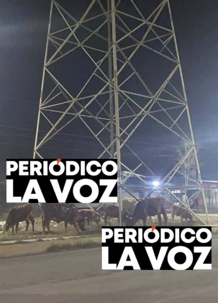 Vacas sueltas en Las Torres causan riesgo de accidente