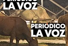 Vacas sueltas en Las Torres causan riesgo de accidente