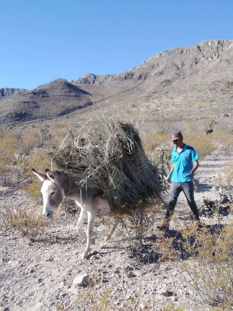 Audiencia de j&oacute;venes detenidos en Casta&ntilde;os por posesi&oacute;n de sustancias