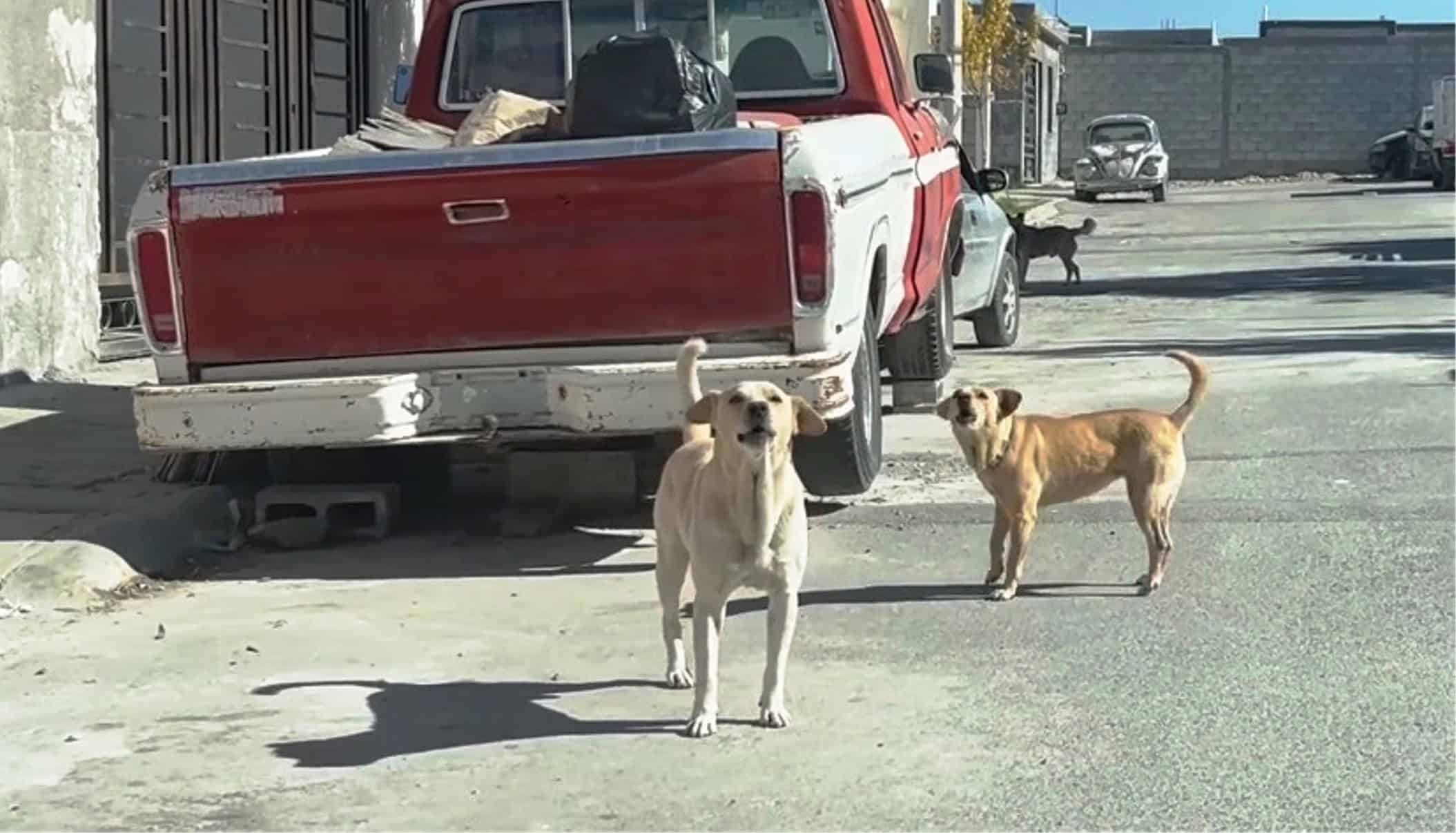 Propietario de perros agresores debe enfrentar consecuencias legales, declara diputado