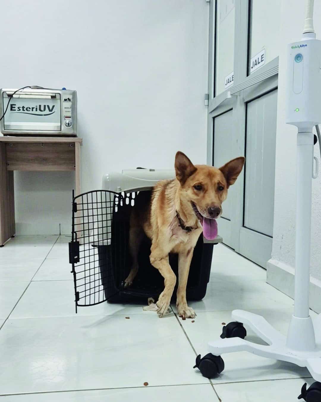 Endurecen sanciones por maltrato animal en Monclova: multas y penas de c&aacute;rcel