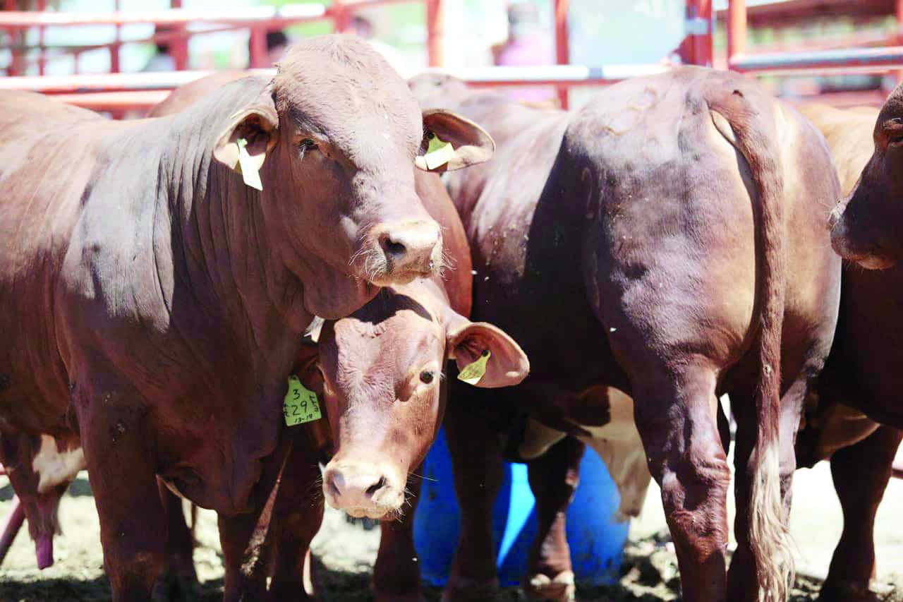 SENASICA y Gobierno de Coahuila refuerzan campa&ntilde;a contra Gusano Barrenador