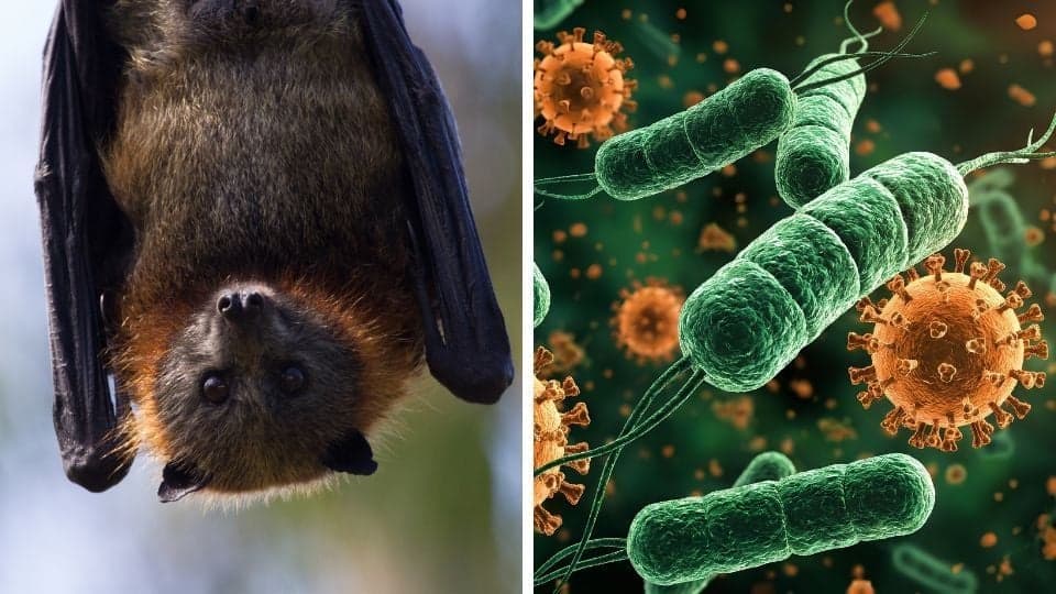 Alerta sanitaria en India por virus Nipah: s&iacute;ntomas y contagio