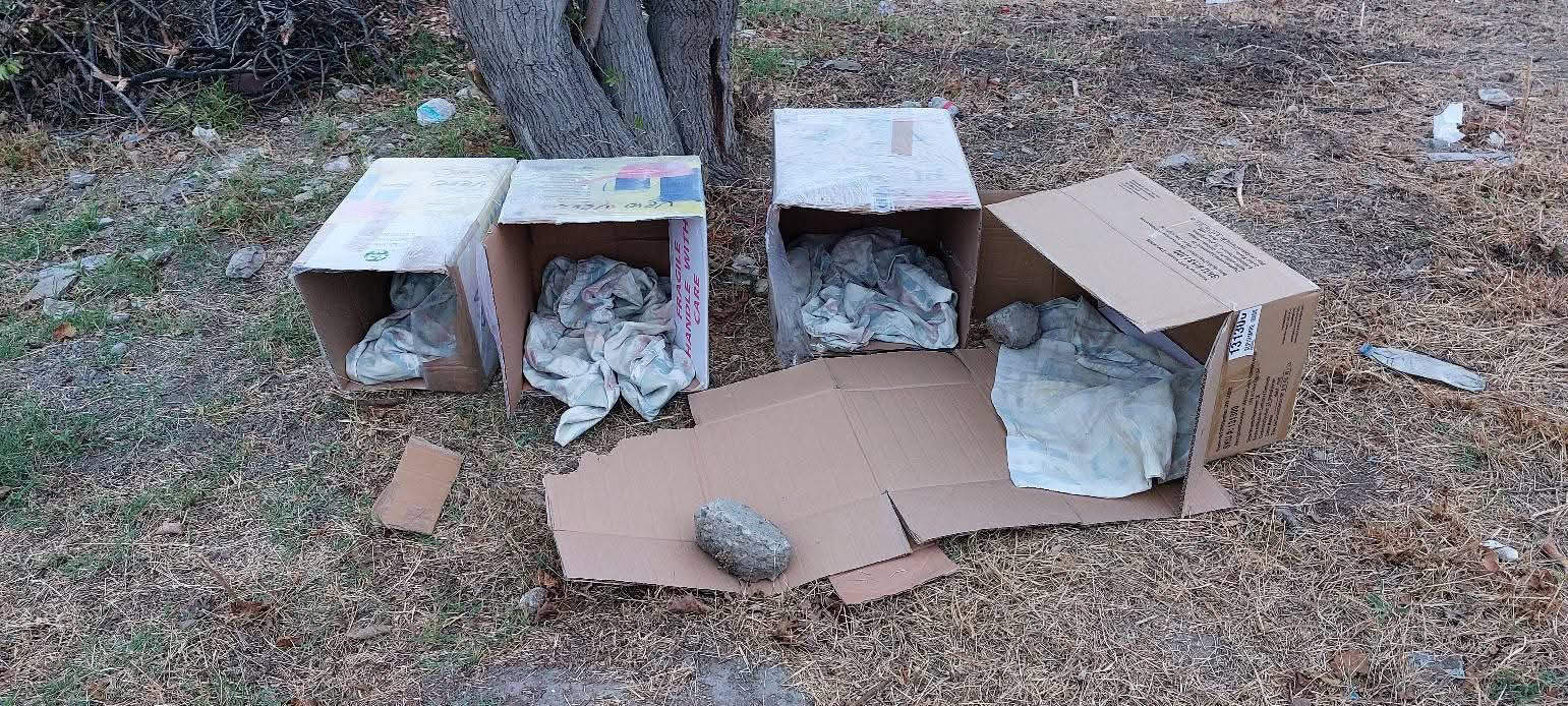 Guardianes Perrunos de Sabinas instala refugios temporales para perros