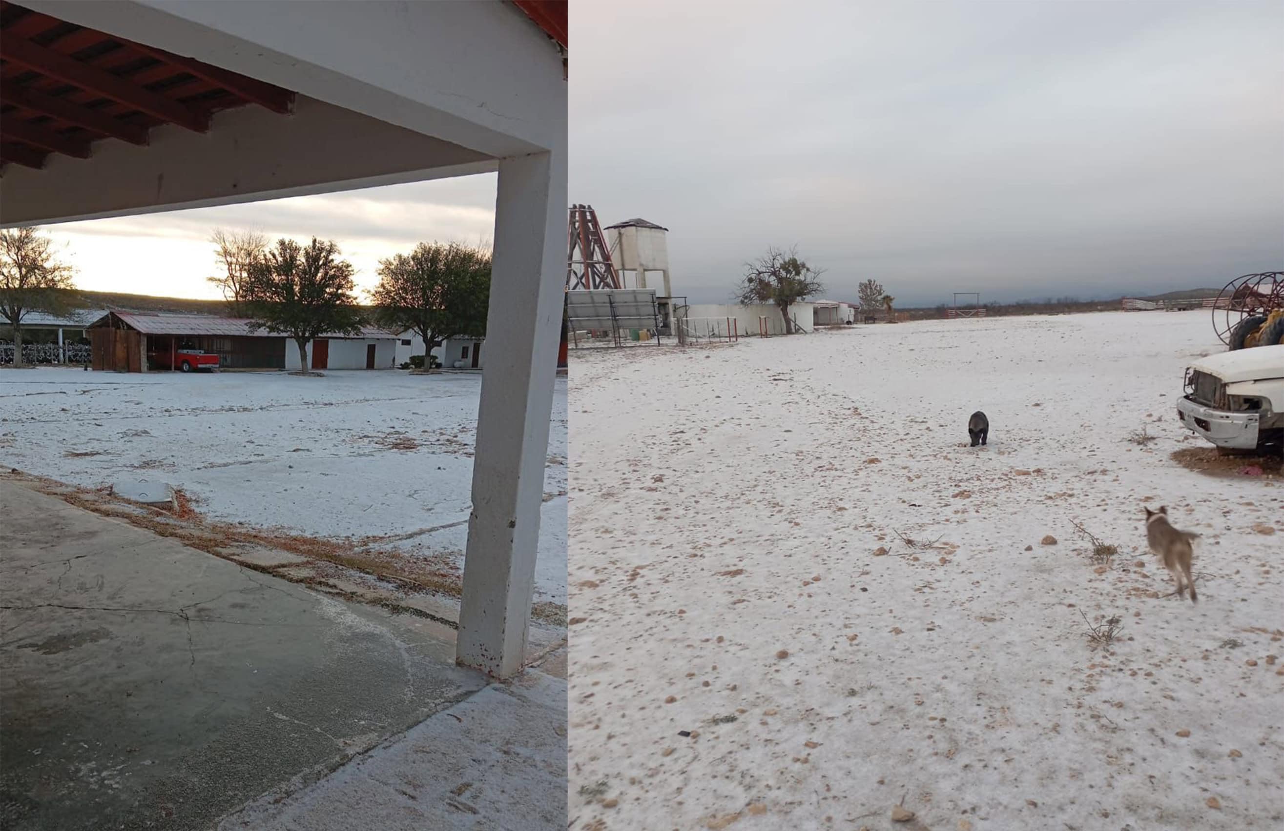 Ganaderos de Acu&ntilde;a superan bajas temperaturas sin p&eacute;rdidas en el hato