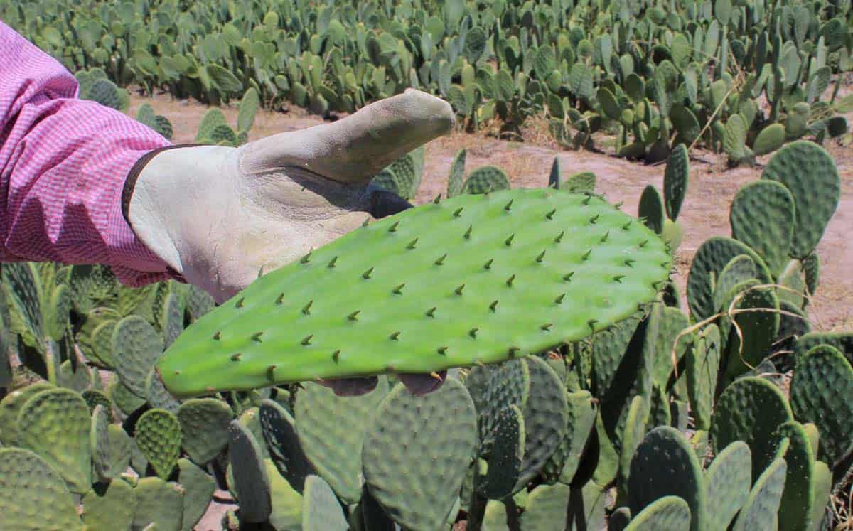 Frontera impulsa cultivo de nopal para enfrentar escasez de agua