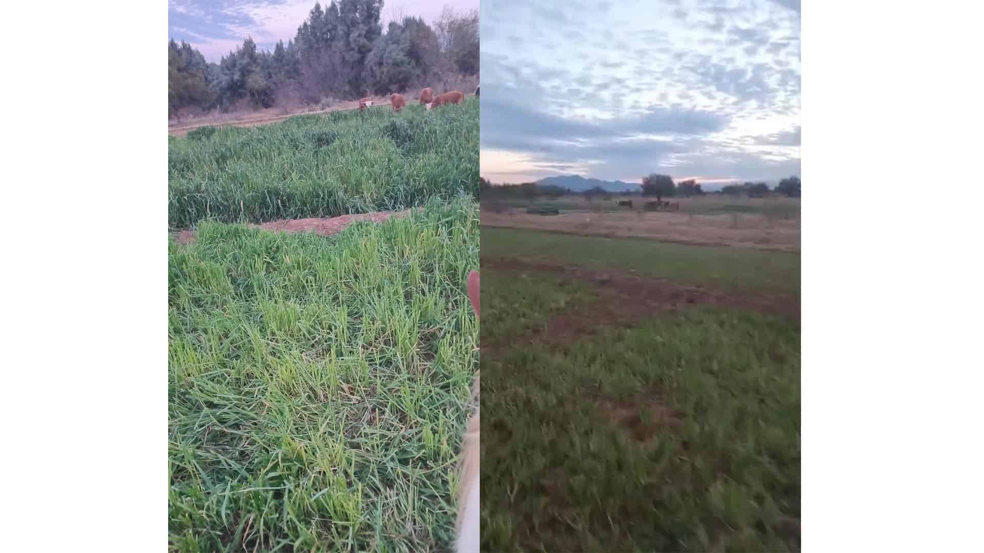 Ejidatarios de San Juan Bautista denuncian da&ntilde;os por ganado