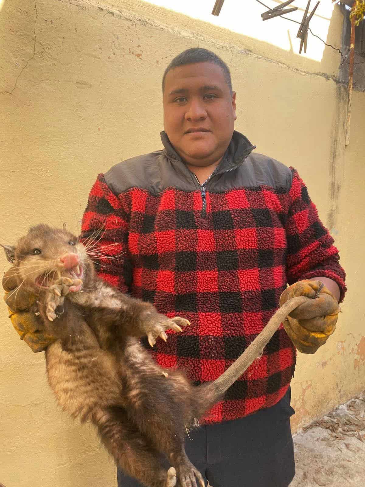 Protecci&oacute;n Civil captura tlacuache en vivienda de Sabinas