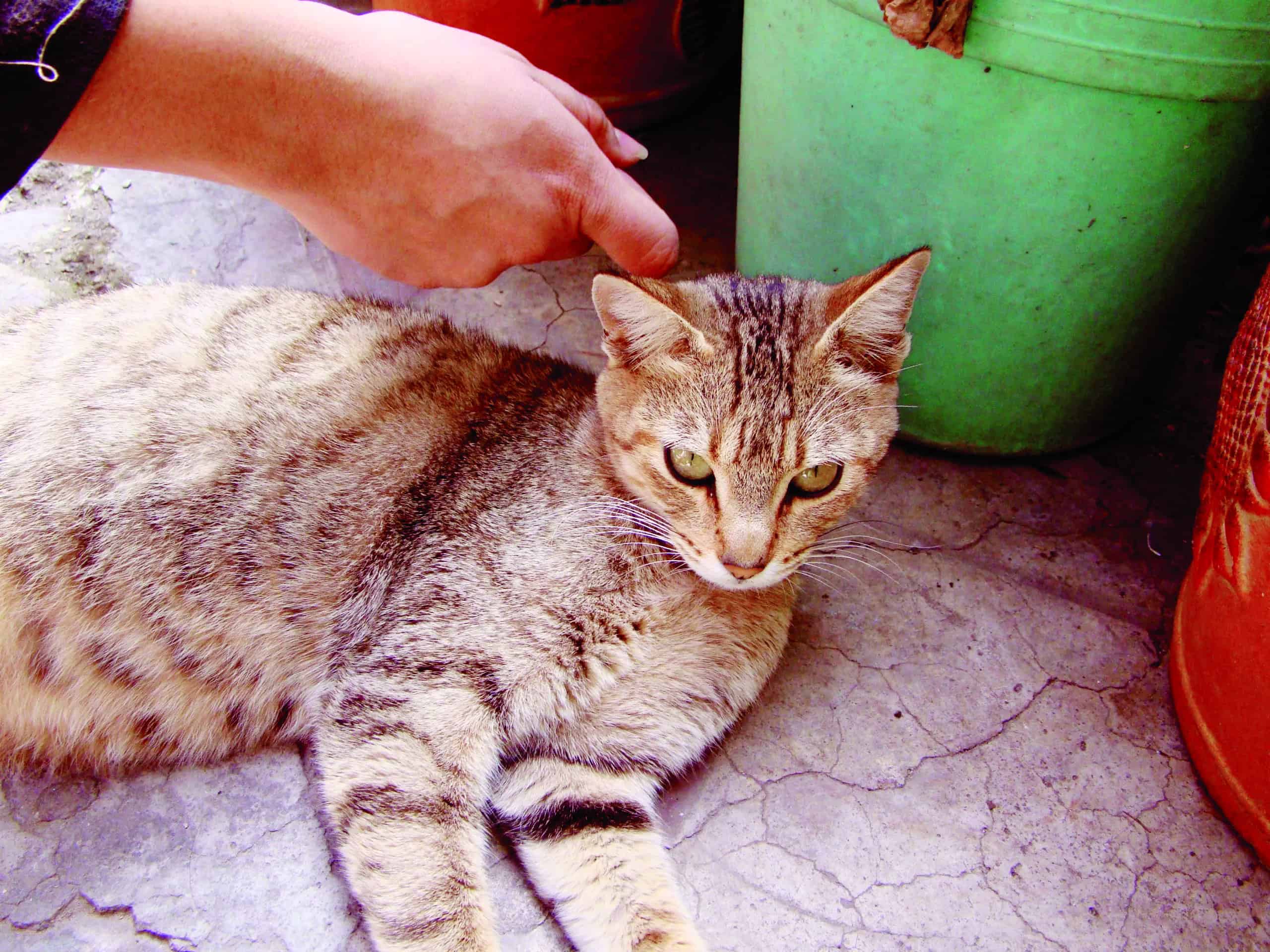 Rickettsiosis: Coahuila se mantiene sin casos