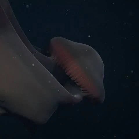 Investigadores marinos documentan la Stygiomedusa gigantea en Argentina