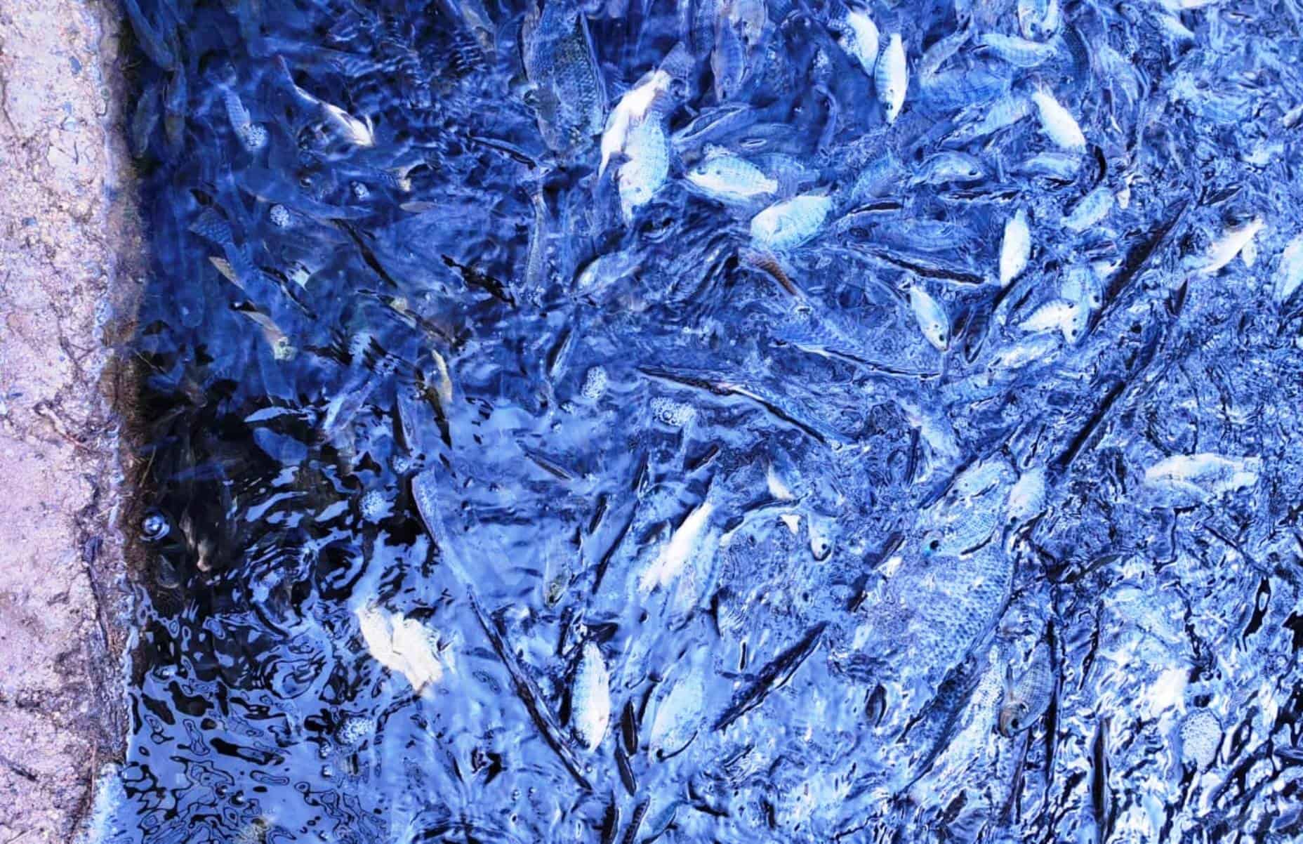 M&aacute;s de 200 peces mueren en lago de Saltillo por falta de ox&iacute;geno