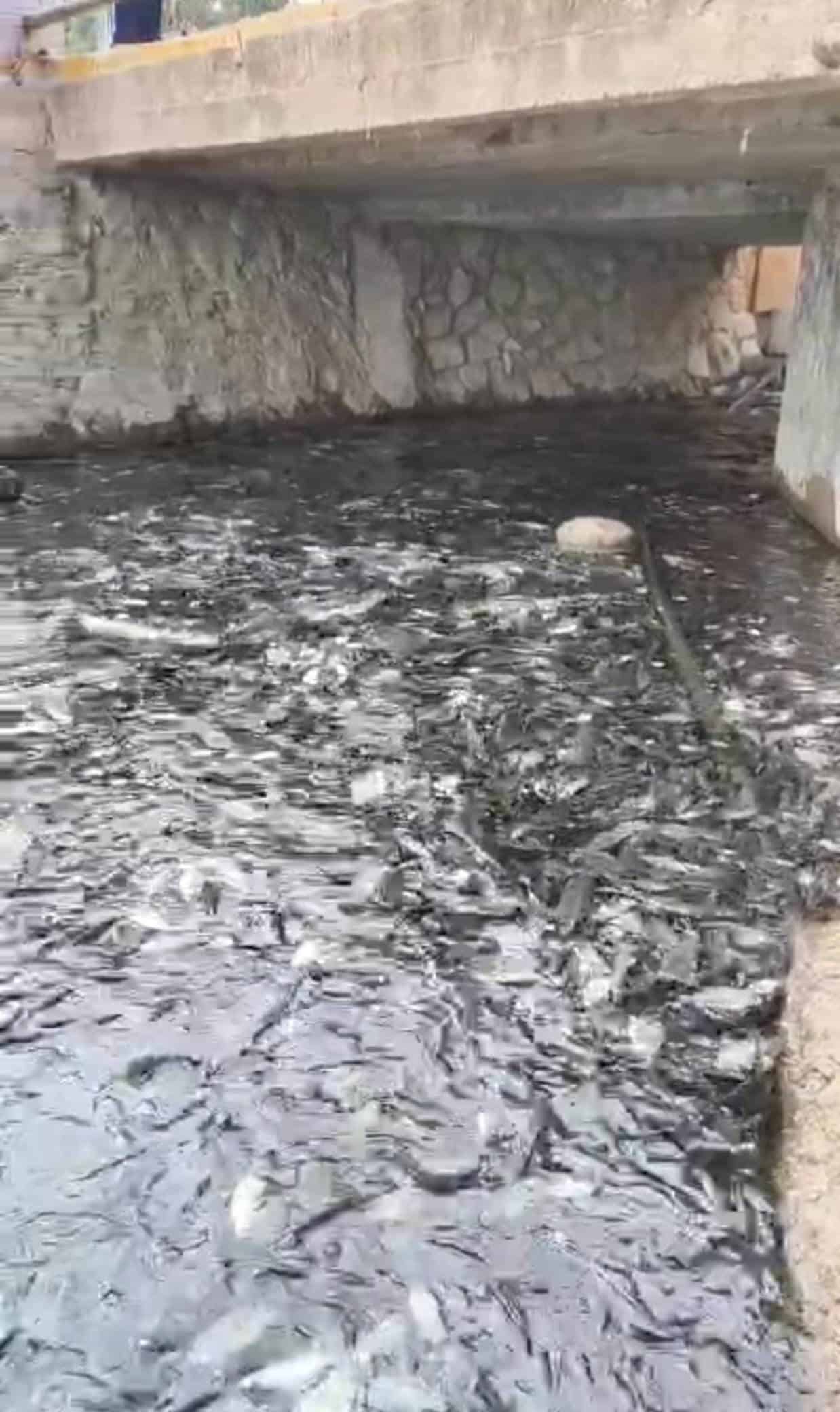M&aacute;s de 200 peces mueren en lago de Saltillo por falta de ox&iacute;geno