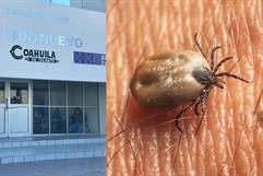 Alerta sanitaria por rickettsiosis en la región