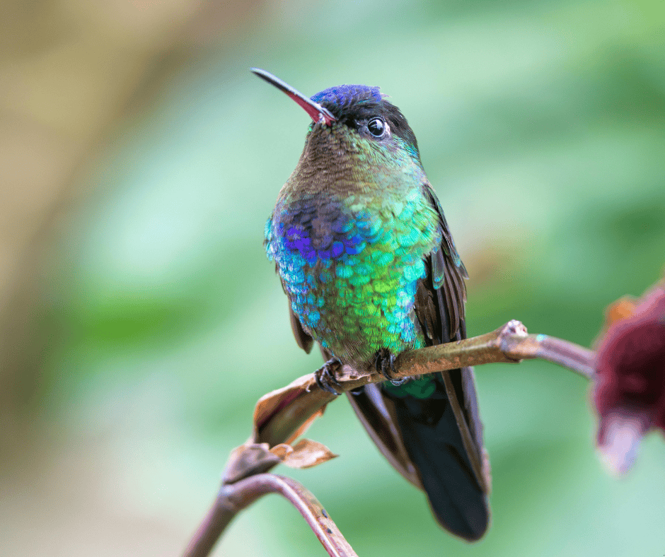 Profepa advierte sobre tr&aacute;fico de colibr&iacute;es en San Valent&iacute;n