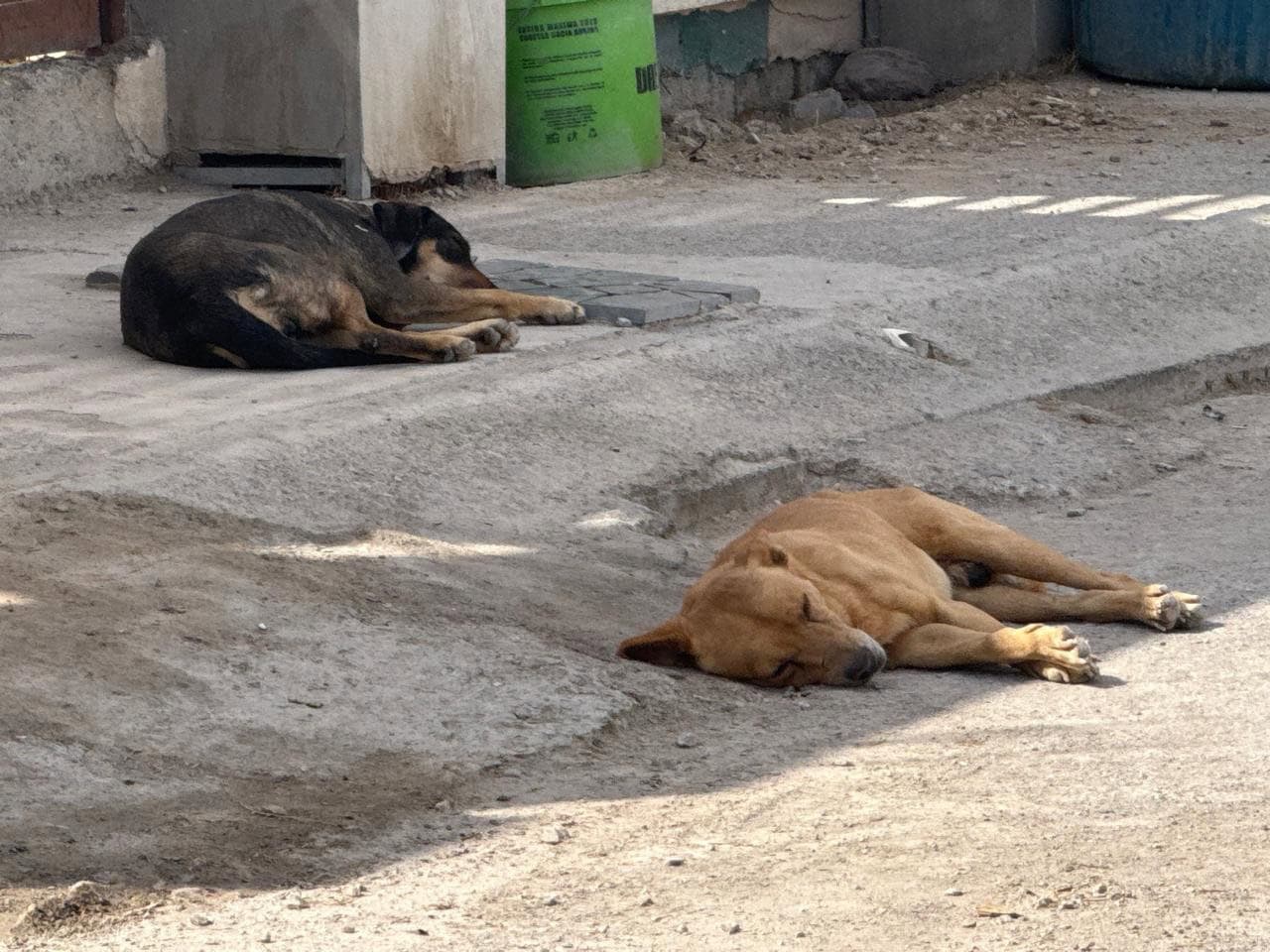 Mujer es mordida por perros callejeros en Los Cedros