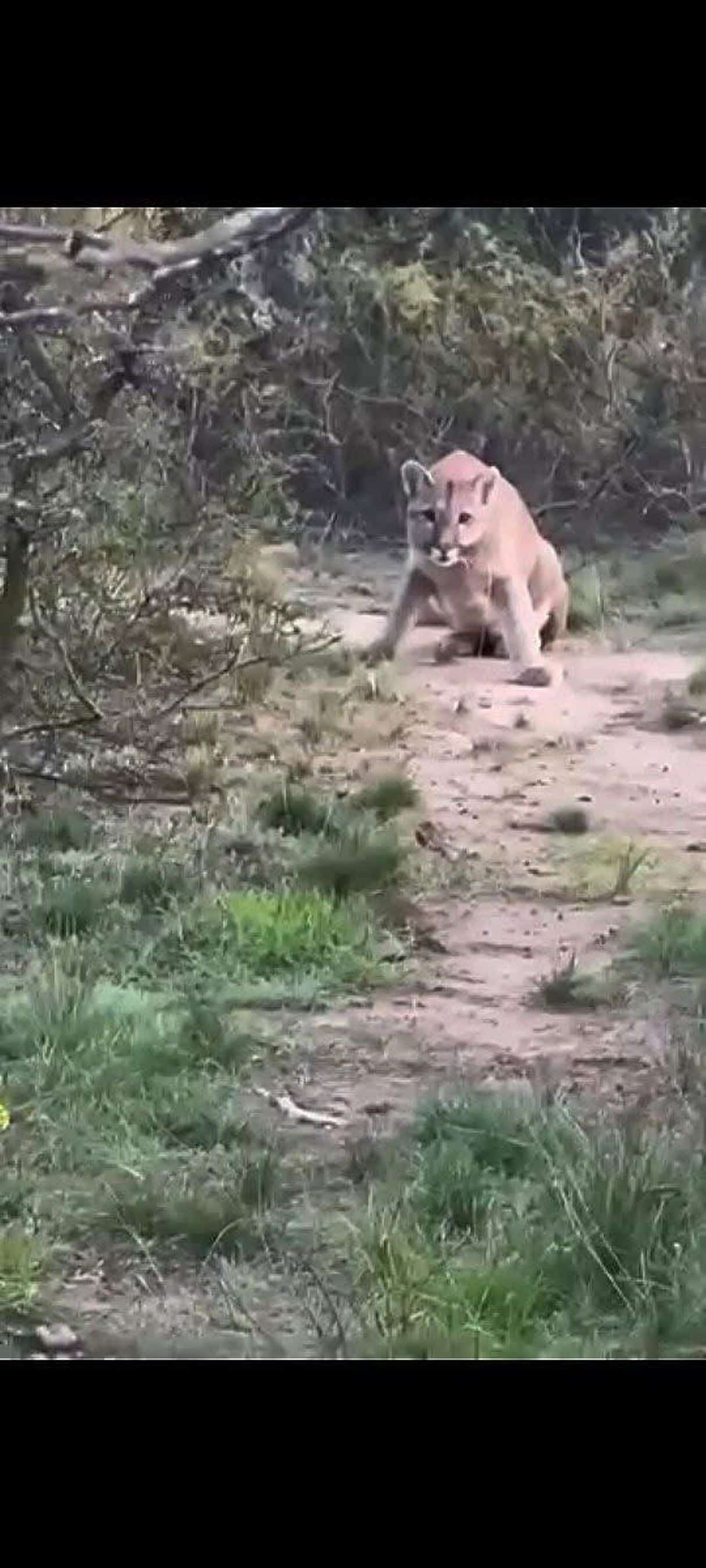 Habitantes de ejido Pared&oacute;n alertan sobre puma en Ramos Arizpe