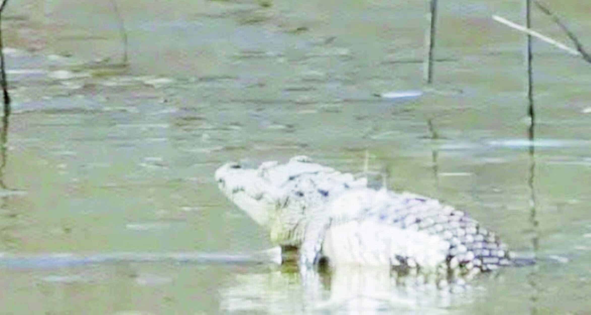 Autoridades buscan capturar cocodrilos en Ramos Arizpe