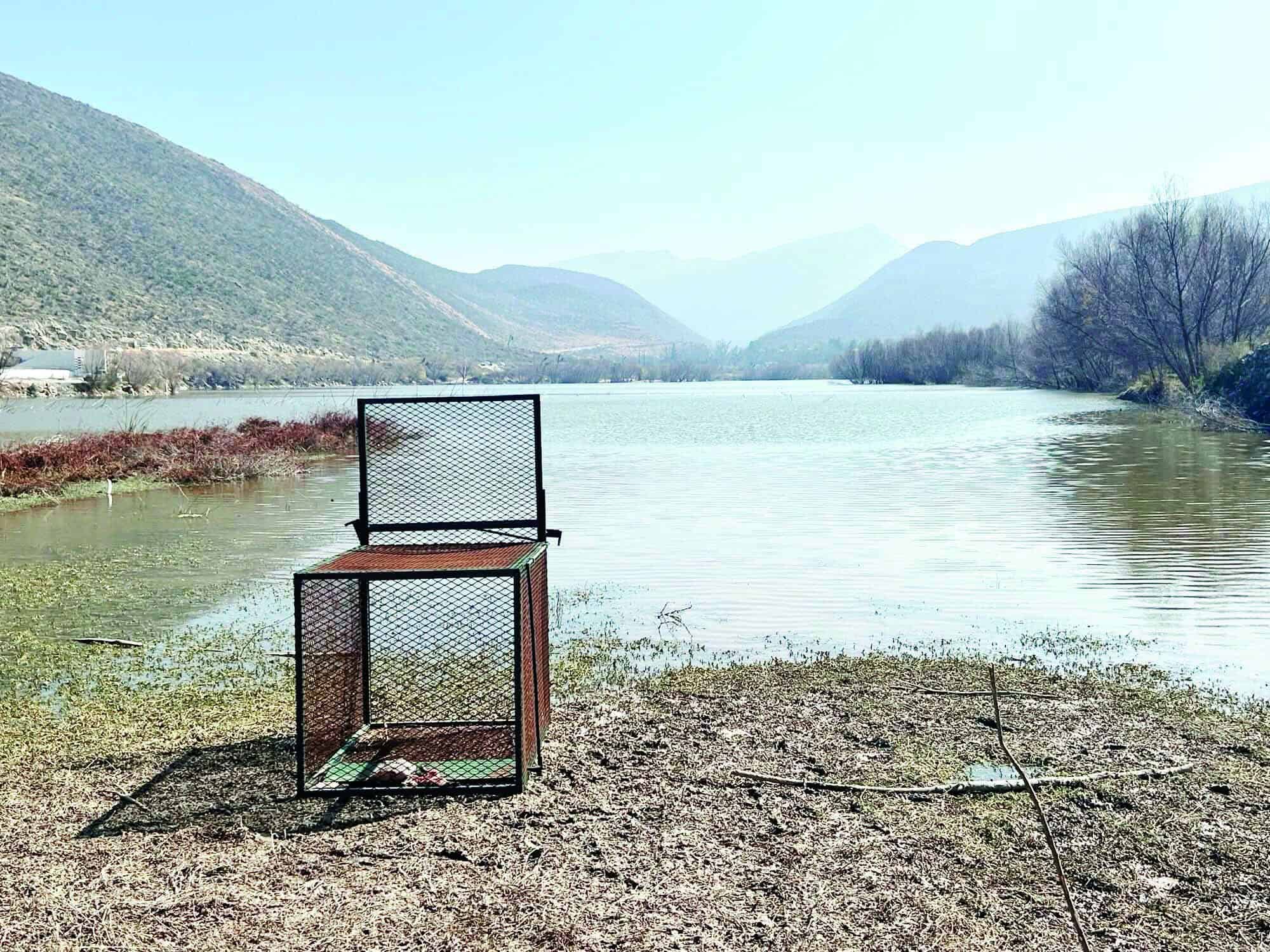 Autoridades buscan capturar cocodrilos en Ramos Arizpe