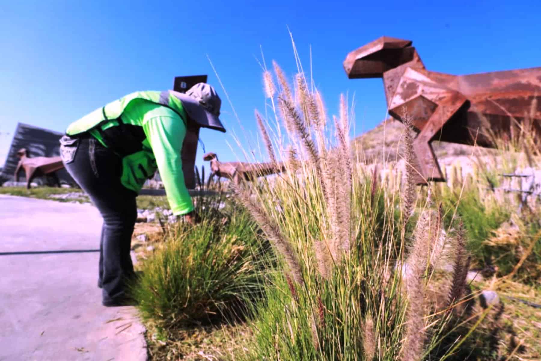 Acciones de limpieza en arroyo Ceballos y Mirasierra de Saltillo