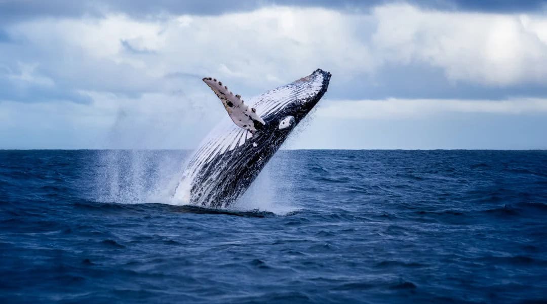 D&iacute;a Mundial de las Ballenas: Celebraci&oacute;n y conservaci&oacute;n en el oc&eacute;ano